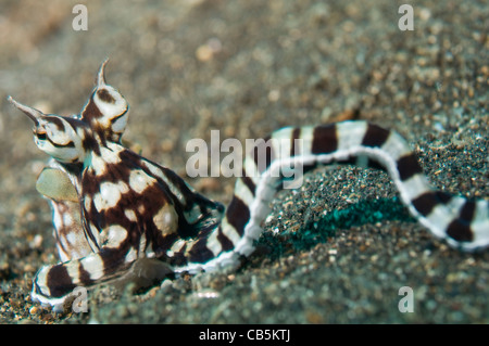 Mimic Octopus, Thaumoctopus Mimicus, Lembeh Strait, Bitung, Manado, Nord-Sulawesi, Indonesien, Pazifik Stockfoto