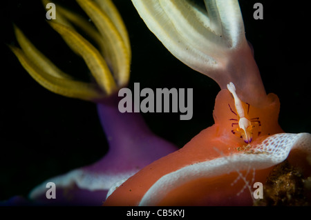 Ein Kaiser-Garnelen Periclimenes Imperator, Hypselodoris Nacktschnecken, Hypselodoris Bullocki oder Apolegma, Lembeh Strait Stockfoto