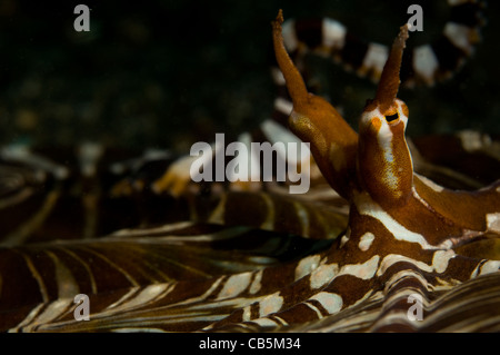 Wonderpus oder Wunderpus auf Sand, Wunderpus Photogenicus, Lembeh Strait, Bitung, Manado, Nord-Sulawesi, Indonesien, Pacific Oc Stockfoto