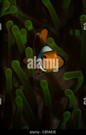 Falscher Clown Anemonenfischen, Amphiprion Ocellaris, Lembeh Strait, Bitung, Manado, Nord-Sulawesi, Indonesien, Pazifik Stockfoto