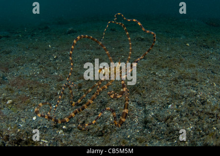 Wonderpus auf Sand, Wunderpus Photogenicus, Lembeh Strait, Bitung, Manado, Nord-Sulawesi, Indonesien, Pazifik Stockfoto