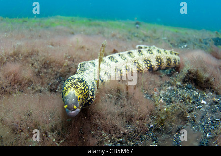 Schneeflocke-Muräne, Echidna Nebulosa, Lembeh Strait, Bitung, Manado, Nord-Sulawesi, Indonesien, Pazifik Stockfoto