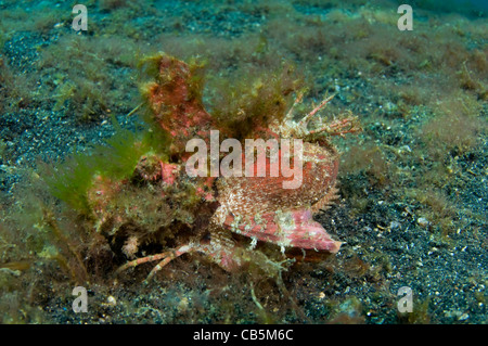 Stachelige Devilfish, Inimicus Didactylus, Lembeh Strait, Bitung, Manado, Nord-Sulawesi, Indonesien, Pazifik Stockfoto