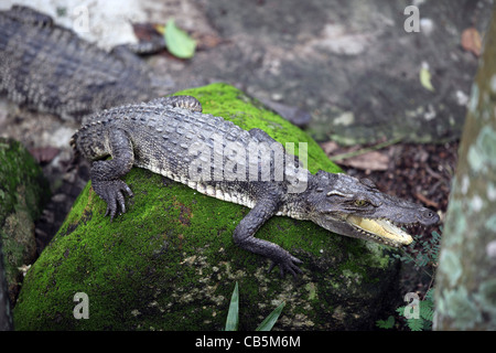 Juvenile Krokodil ruht auf bemoosten Felsen im Phuket Zoo. Stockfoto