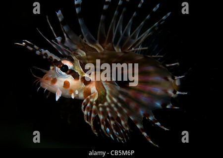 Zebra Rotfeuerfische, Dendrochirus Zebra, Lembeh Strait, Bitung, Manado, Nord-Sulawesi, Indonesien, Pazifik Stockfoto