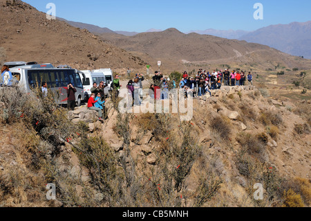 Menschen ausgerichtet werden, um Kondore zu beobachten am Cruz del Condor, Colca Canyon, Peru Stockfoto