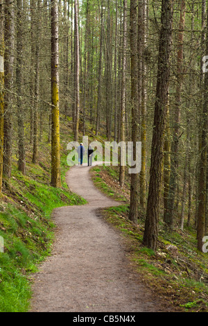 Leute da draußen für einen Spaziergang auf einem Wald-Wanderweg in der Nähe von Rogi fällt, Ross & Cromerty, Schottland Stockfoto