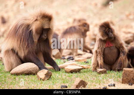 Eine große Schar von Gelada Paviane Weiden entlang der nördlichen Böschung in den Simien Mountains, Nord-Äthiopien, Afrika. Stockfoto