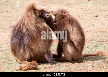 Ein paar Gelada Paviane Pflege entlang der nördlichen Böschung in den Simien Mountains, Nord-Äthiopien, Afrika. Stockfoto