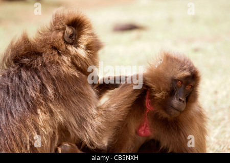 Eine Truppe von Gelada Paviane Pflege entlang der nördlichen Böschung in den Simien Mountains, Nord-Äthiopien, Afrika. Stockfoto