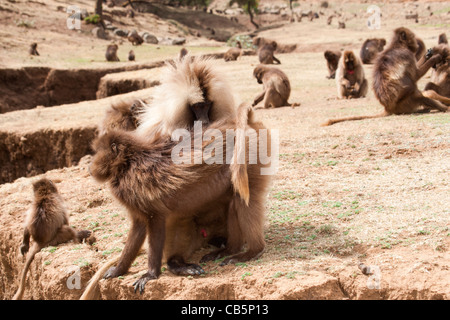 Eine große Schar von Gelada Paviane Weiden entlang der nördlichen Böschung in den Simien Mountains, Nord-Äthiopien, Afrika. Stockfoto