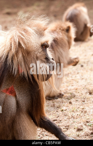 Eine Truppe von Gelada Paviane Weiden entlang der nördlichen Böschung in den Simien Mountains, Nord-Äthiopien, Afrika. Stockfoto