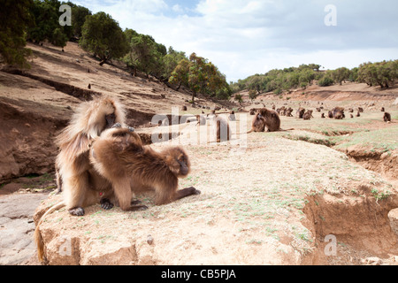 Eine große Schar von Gelada Paviane Weiden entlang der nördlichen Böschung in den Simien Mountains, Nord-Äthiopien, Afrika. Stockfoto