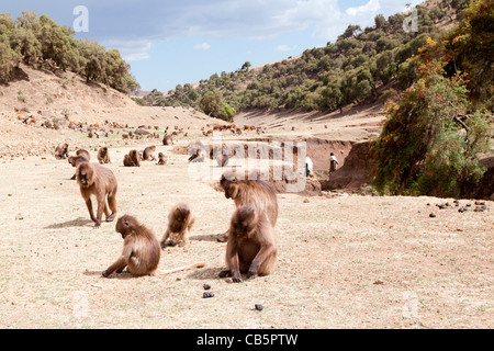 Eine große Schar von Gelada Paviane Weiden entlang der nördlichen Böschung in den Simien Mountains, Nord-Äthiopien, Afrika. Stockfoto