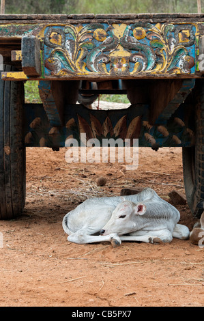 Junge indische Zebu Kalb unter einem Ochsenkarren in einem indischen Dorf. Andhra Pradesh, Indien Stockfoto