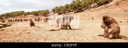 Eine große Schar von Gelada Paviane Weiden entlang der nördlichen Böschung in den Simien Mountains, Nord-Äthiopien, Afrika. Stockfoto