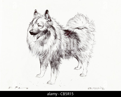 Keeshond (deutscher Wolfsspitz) Hund Portrait - Kugelschreiber auf Papier von Kurt Tessmann Stockfoto