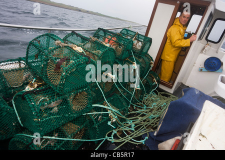 Lokale Fischer Neil Cameron segelt in Richtung seine Gatter-Standort mit samt und grüne Krabbe aus Isle of Mull gefüllt werden. Stockfoto