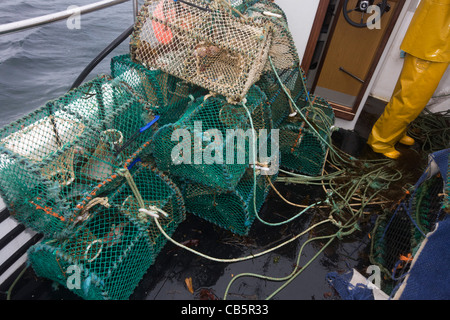 Lokale Fischer Neil Cameron segelt in Richtung seine Gatter-Standort mit samt und grüne Krabbe aus Isle of Mull gefüllt werden. Stockfoto