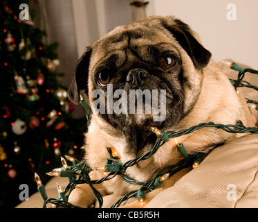 Mops in Weihnachtsbeleuchtung gewickelt Stockfoto