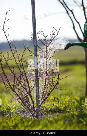 Senior woman Bewässerung seinen Garten/Obstgarten Stockfoto