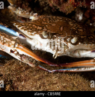 Portunus Pelagicus, auch bekannt als die Blume Krabbe, blaue Krabbe, blauen Schwimmer Krabbe, blaue Manna Krabbe oder Sand Krabbe Stockfoto