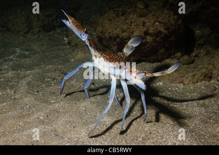 Portunus Pelagicus, auch bekannt als die Blume Krabbe, blaue Krabbe, blauen Schwimmer Krabbe, blaue Manna Krabbe oder Sand Krabbe Stockfoto