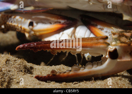 Portunus Pelagicus, auch bekannt als die Blume Krabbe, blaue Krabbe, blauen Schwimmer Krabbe, blaue Manna Krabbe oder Sand Krabbe Stockfoto