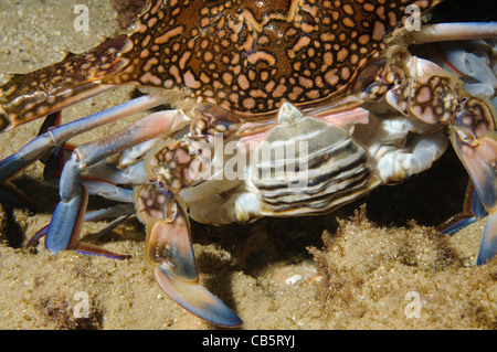 Portunus Pelagicus, auch bekannt als die Blume Krabbe, blaue Krabbe, blauen Schwimmer Krabbe, blaue Manna Krabbe oder Sand Krabbe Stockfoto