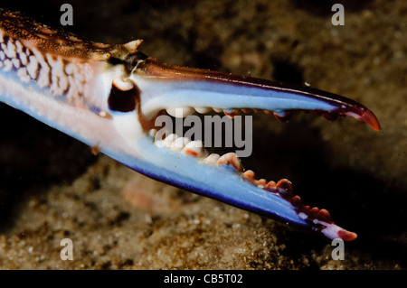 Portunus Pelagicus, auch bekannt als die Blume Krabbe, blaue Krabbe, blauen Schwimmer Krabbe, blaue Manna Krabbe oder Sand Krabbe Stockfoto