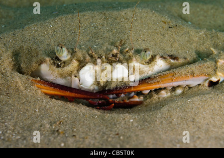 Portunus Pelagicus, auch bekannt als die Blume Krabbe, blaue Krabbe, blauen Schwimmer Krabbe, blaue Manna Krabbe oder Sand Krabbe Stockfoto