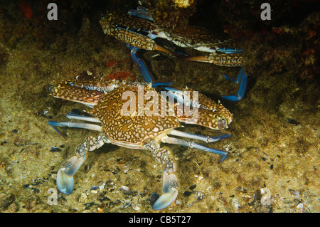 Portunus Pelagicus, auch bekannt als die Blume Krabbe, blaue Krabbe, blauen Schwimmer Krabbe, blaue Manna Krabbe oder Sand Krabbe Stockfoto