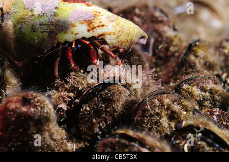 Israel, Mediterranean Sea, Unterwasserfoto ein Einsiedlerkrebs rot oder kleiner Einsiedlerkrebs (Diogenes Pugilator) Stockfoto