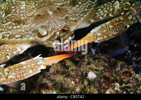 Portunus Pelagicus, auch bekannt als die Blume Krabbe, blaue Krabbe, blauen Schwimmer Krabbe, blaue Manna Krabbe oder Sand Krabbe Stockfoto