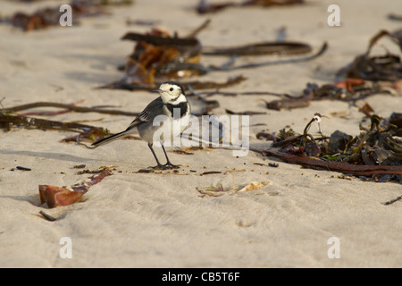 Am Strand in Ryde auf der Isle Of Wight aufgenommen. Stockfoto