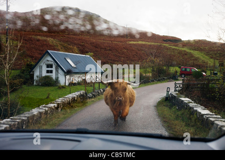 Longhorn-Rinder besetzen die einspurige Straße am Kilbrennan, Isle of Mull, Schottland. Stockfoto