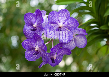 Die bläulichen lila Blüten der Blaue Vanda Orchidee - Vanda Coerulea supra Lord Rothschild Vielfalt. Stockfoto
