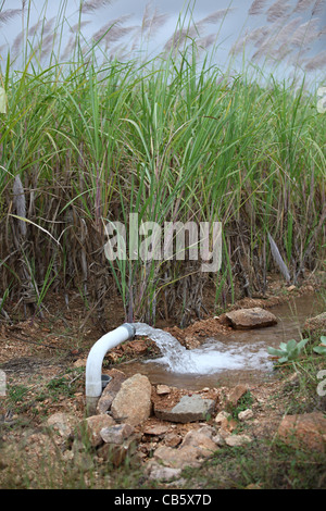 Bewässerung in einem Zuckerrohr-Feld Andhra Pradesh in Indien Stockfoto