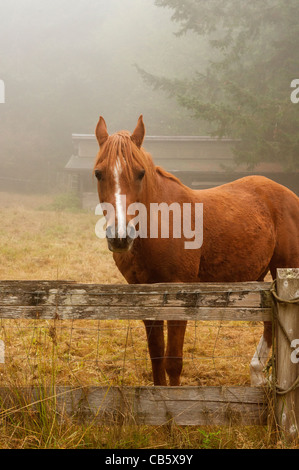 An einem nebligen Morgen weidet ein schönes Pferd auf Rasen auf einer Lummi Island Farm in der Puget Sound-Bereich des Pazifischen Nordwestens. Stockfoto