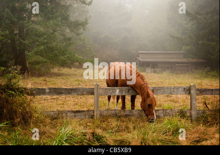 An einem nebligen Morgen weidet ein schönes Pferd auf Rasen auf einer Lummi Island Farm in der Puget Sound-Bereich des Pazifischen Nordwestens. Stockfoto