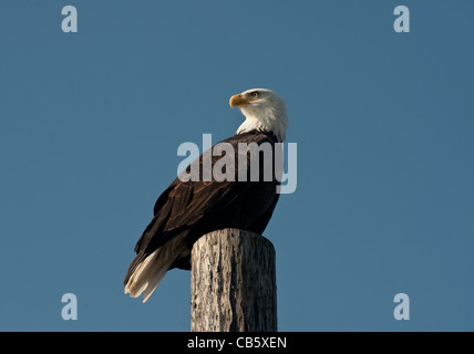 Eine wunderschöne Weißkopf-Seeadler scannt den Himmel nach Beute an einem sonnigen Tag während der Buckellachs laufen auf den Lummi-Indianerreservat. Stockfoto