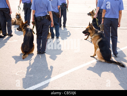 Polizei mit Deutsche Schäferhunde Stockfoto