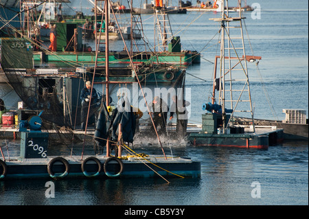 Fischer auf eine Reefnet Lachs Angeln Boot schleppen eine Netze voller pazifischen Wildlachs in das Leben zu halten, für einen qualitativ hochwertigen Fang. Stockfoto