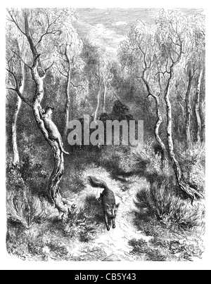 Le chat et le Renard Fuchsjagd Jagd Räuber Beute jagen Blut Sport Hunde Hund Wald Wald Landschaft gejagt Fell Angst Stockfoto