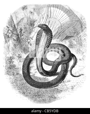 Brillentragende indische Kobra Naja Naja zuschwamm Schlangenbeschwörer Schlange Schlange vergiften tödliche tierische Räuber Beute giftige venom Stockfoto