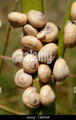 Sandhill Schnecken (Theba Pisana: Helicidae) an einem Pflanzenstängel bei trockenem Wetter, UK befestigt. Stockfoto