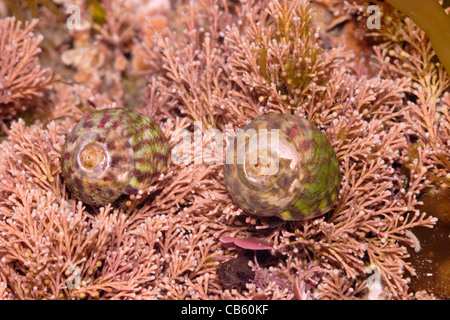 Flat Top Muscheln (Gibbula Umbilicalis: Trochidae) auf Coralweed in einem Rockpool, UK. Stockfoto