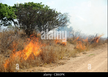 Savannah Feuer entzündet zu verbessern und stimulieren das Wachstum von neuen Rasen. Stockfoto