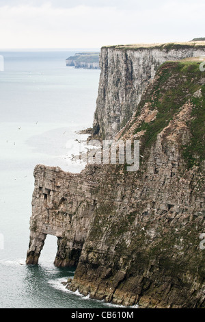 Basstölpel (Morus Bassanus) Kolonie in Yorkshire Stockfoto