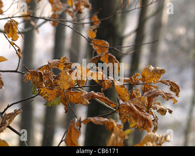 Eichen im Herbst / Eichen Im Herbst Stockfoto